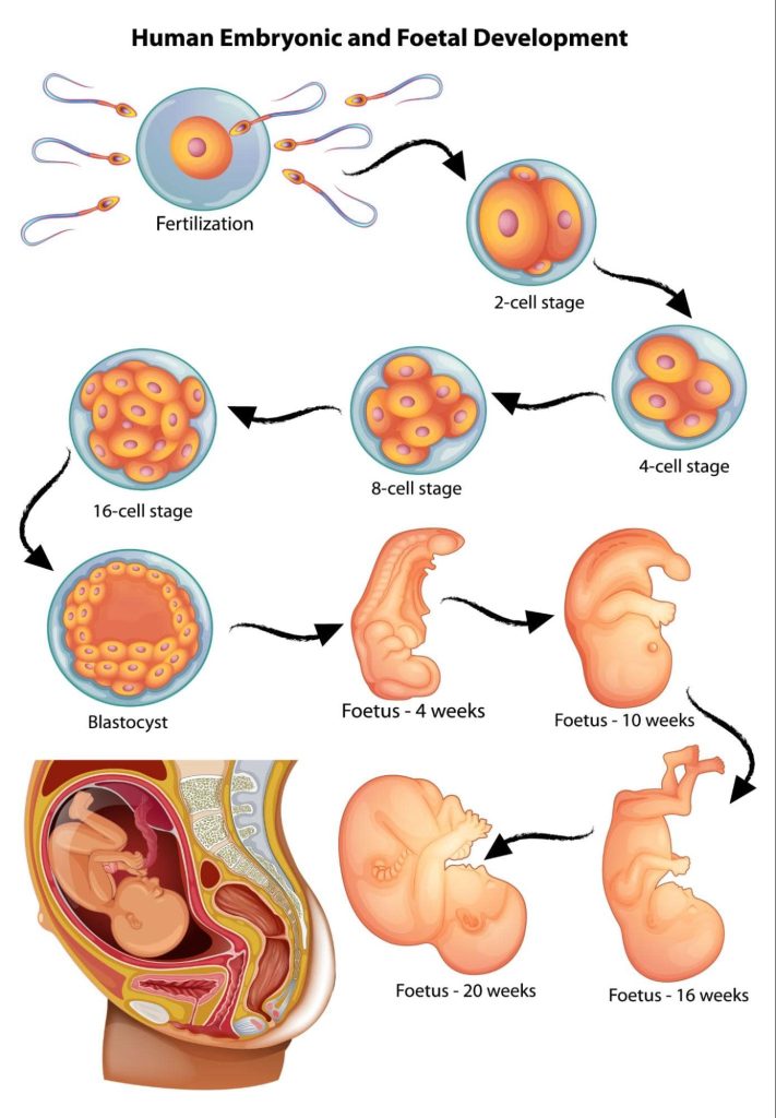 Diagram of human embryonic and foetal development, from fertilisation through the 2, 4, 8 and 16-cell stages to blastocyst, then foetus at 4, 10, 16 and 20 weeks