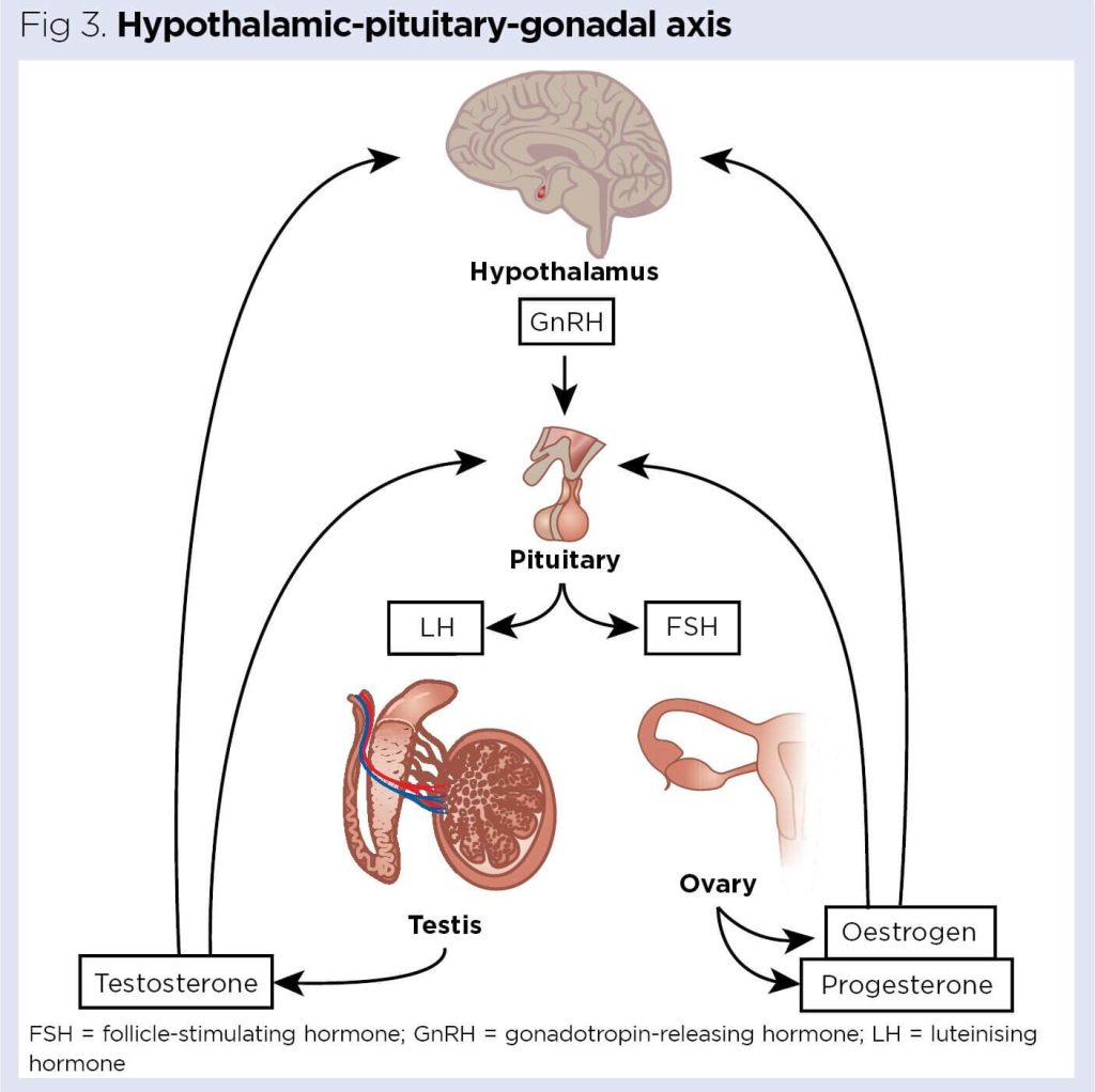 Diagram of hormone signals between the brain, pituitary gland, ovaries, testes, and follicles.