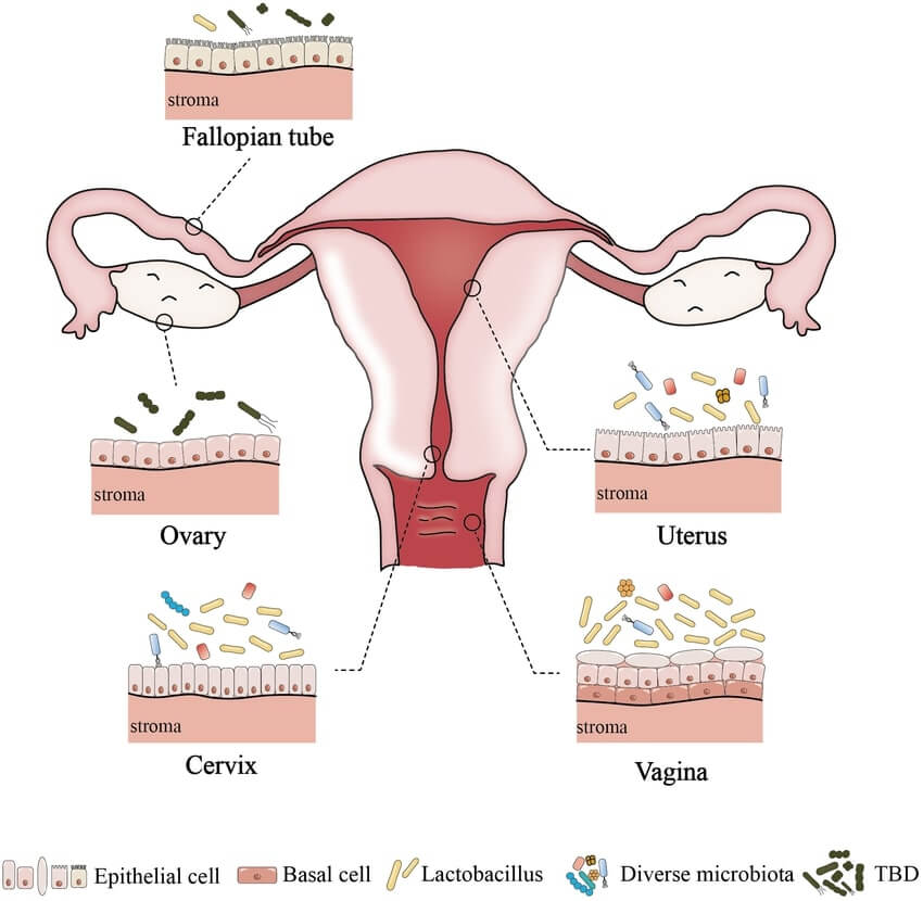 Diagram of the female reproductive tract showing the microbiota present in the fallopian tube, ovary, uterus, cervix and vagina